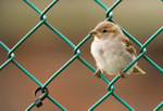 House Sparrow