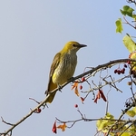 Eurasian Golden Oriole (Oriolus oriolus) juv