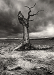 Dead Wood