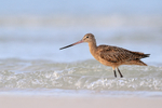 Marbled Godwit wading in surf, Fort De Soto Park, Florida