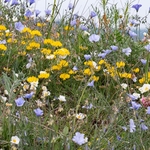 Horseshoe Vetch (Hippocrepis commosa 