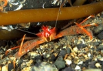 Munida rugosa
