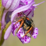 Jumping Spider (Philaeus chrysops)