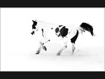 BLACK AND WHITE HORSE IN THE SNOW by Sylvia Adams