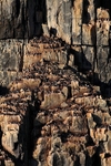 Alkefjellet 9347