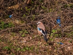 Jay