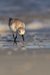 Sanderling looking for food front view, Fort De Soto, Florida