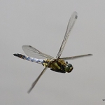 Black-tailed Skimmer (Orthetrum cancellatum) M