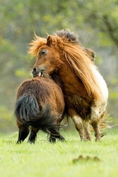 Wild Horses