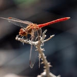 Crocothemis erythraea ♂ (Scarlet Dragonfly)