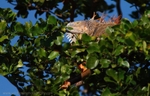 FLR010: Green Iguana
