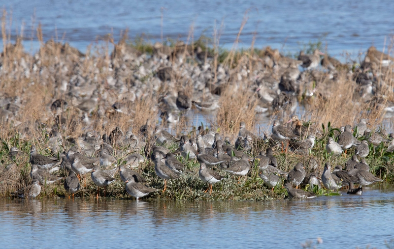 Common Redshank - Dee Estuary - North Wales