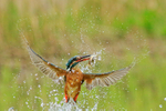 Kingfisher (female) emerges from water with fish, Scotland
