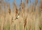 Great Reed Warbler