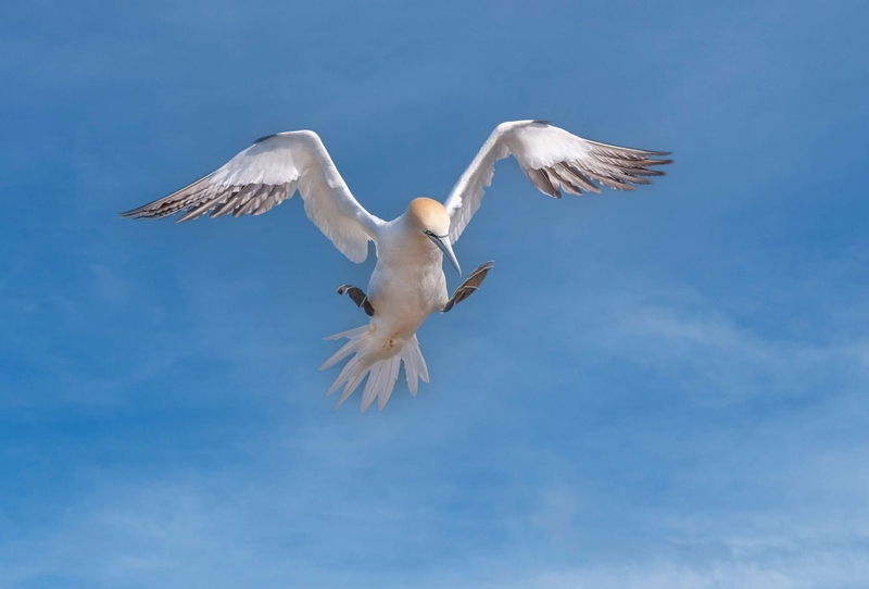 Gannet - Bempton Cliffs