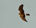 Hen Harrier in flight at Otmoor RSPB