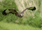 Common Buzzard
