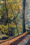 Autumn shadows