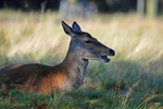 Red Deer