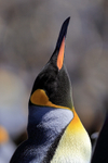 King Penguin resting, bill skywards, Volunteer Point, Falklands