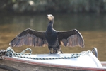 Cormorant 8