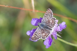 Large Grizzled Skipper