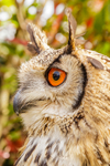 indian eagle owl bubo bengalensis-6013