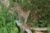 Jaguar walks on fallen tree, Rio Sao Lourenco, Brazil