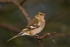 Female Chaffinch