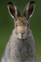 Mountain Hare, Isle of Mull, Scotland