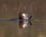 Great Crested Grebe - Podiceps cristatu