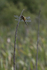 Four spot chaser Dragonfly