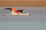 Chilean Flamingo in flight, Chaxa, Chile