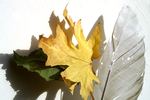 Flowers Set 07 - 01