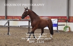 BPP_2328