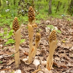 Bird's nest orchid (Neottia nidus-avis) 