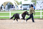 SBM_00240
