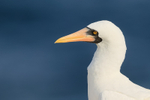 Nazca Booby portrait, Espanola, Galapagos