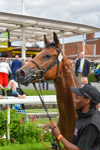 Race 1 2.00pm Jigsaw Sports Branding EBF Fillies' Novice Stakes portfolio
