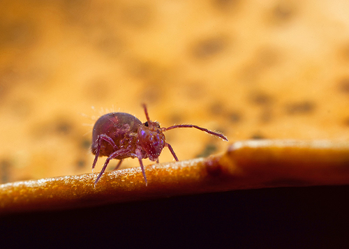On the underside of a fallen leaf. Warwickshire, November 2012.