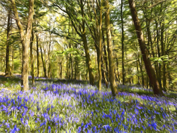 Bluebells in Paint.