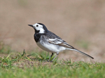 Pied Wagtail - Motacilla alba
