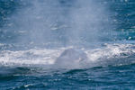 Whale mist 0A3A6382