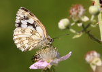Marbled White