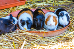 guinea pig cavia porcellus-2707