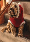 Santa's little Helper