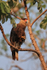 Crested Caracara perched in tree, Pantanal, Brazil