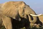 _M7B0139 Amboseli