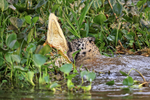 Jaguar hunting sequence (frame 4):  Wrestling with Caiman in water