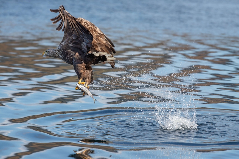 White Tailed Eagle - Isle of Mull - Scotland
